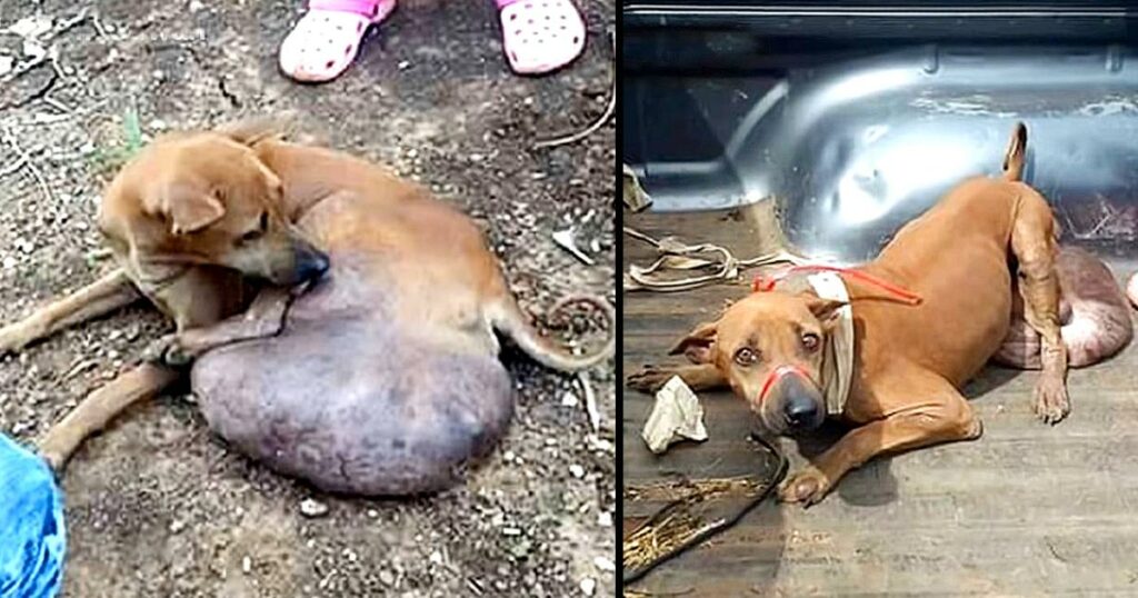 Poor Dog Found With Huge Tumor, Vets Say He Needs To Cut A Leg In Treatment!