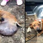 Poor Dog Found With Huge Tumor, Vets Say He Needs To Cut A Leg In Treatment!