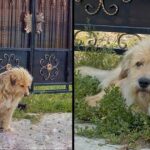 Poor Dog Helplessly Waits for Owner Without Knowing That His Unmerciful Owner Sold House and Abandoned Him