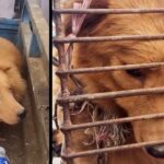 Poor Dog’s Face Is Deformed In Pain By Cage Chained, But Only Can Cry Softly Even Be Rescued