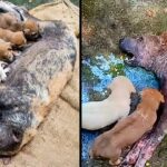 Poor Mother Dog Unable To Stand Lying There Desperate Crying For Help Her Puppies!