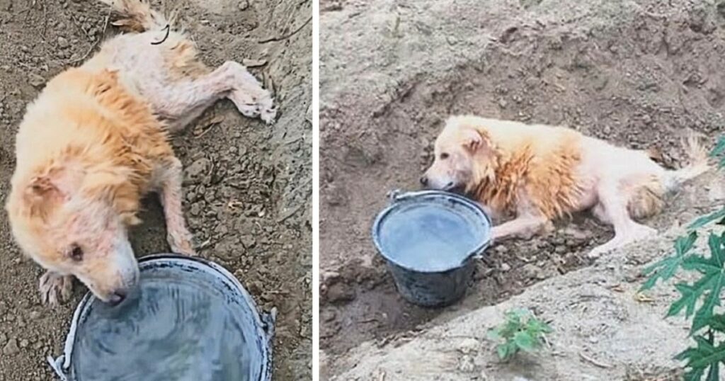 Abandoned and left to die in a ditch, this poor dog still defies difficulties and refuses to give up hope of living