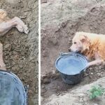 Abandoned and left to die in a ditch, this poor dog still defies difficulties and refuses to give up hope of living