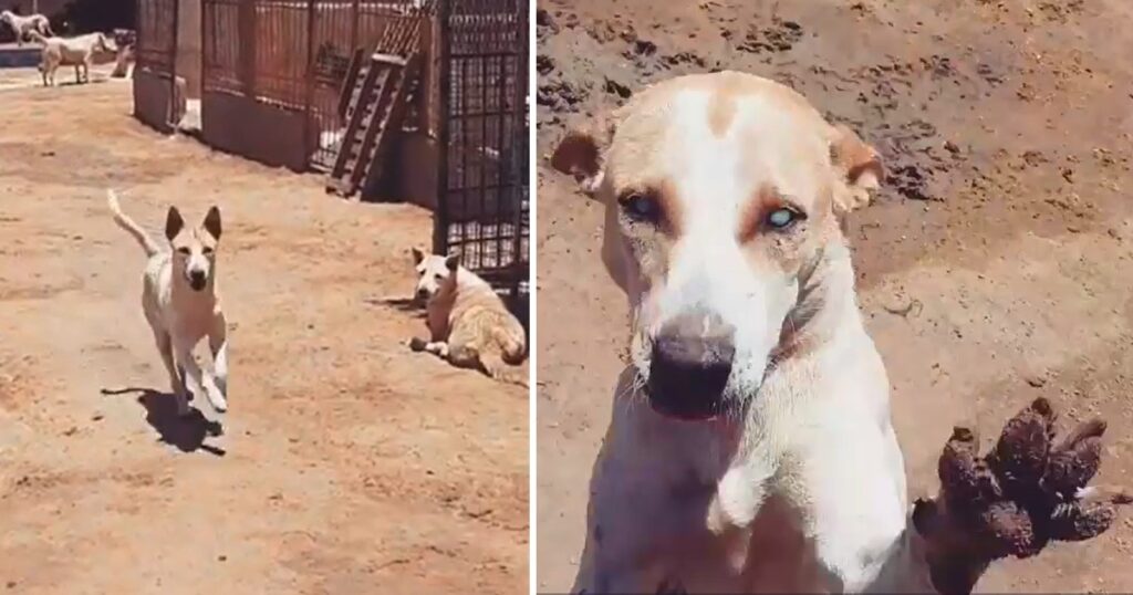 Blind Dog From A Shelter Runs Excited When He Recognizes The Voice Of The Man Who Saved Him