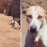 Blind Dog From A Shelter Runs Excited When He Recognizes The Voice Of The Man Who Saved Him