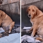 Pregnant Mama Dog Fought Back But Then Cried When She Figured Out We Came To Save Her Puppies…