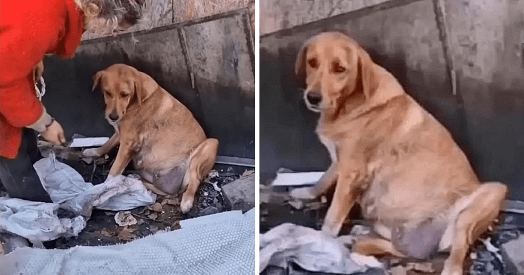 Pregnant Mama Dog Fought Back But Then Cried When She Figured Out We Came To Save Her Puppies…