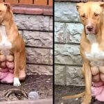 Pregnant Dog With Breasts About To Burst, Found Waiting For Owner Who Dumped Her