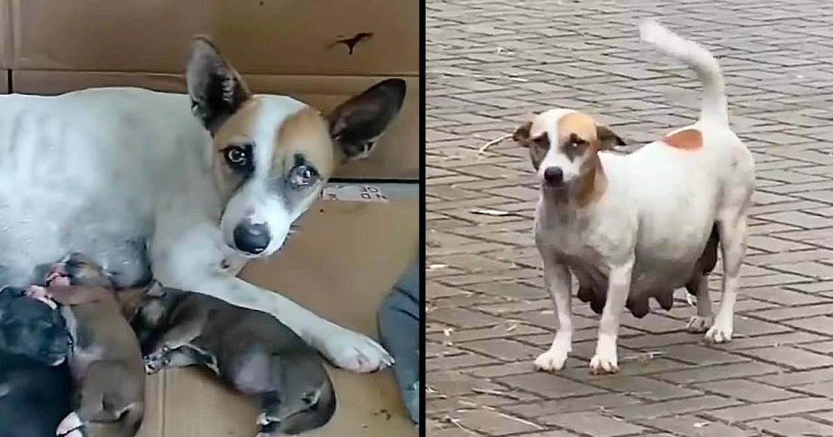 Pregnant Mommy Who About to Give Birth is Begging For Food From Passersby