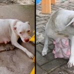 Pregnant Pitbull Almost Giving Birth Cried For Her Puppies in Cold Night After Being Abandoned…