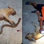 Pregnant pit-bull sacrifices her ‘children’ to protect her owner’s daughter