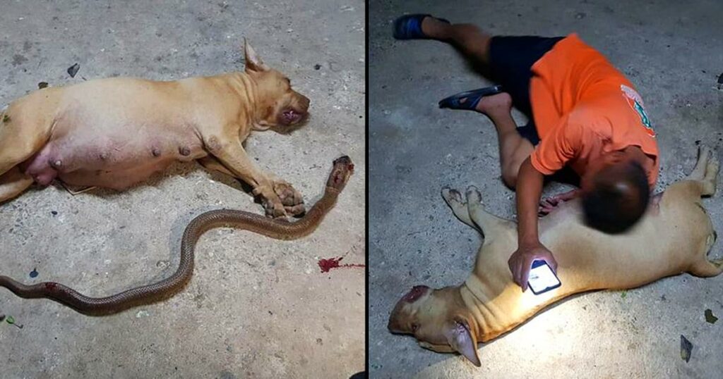 A pregnant pit bull makes the ultimate sacrifice, choosing to protect her owner’s daughter by putting her ‘children’ at risk, a selfless act of maternal instinct.