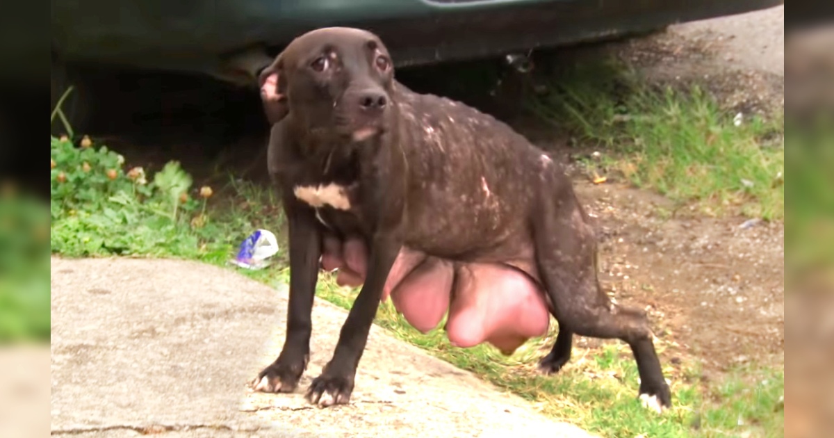 Mother Pitbull With Breasts About To Burst Found Desperately Looking For Her Pups, She Stops At Nothing To Get Them Back