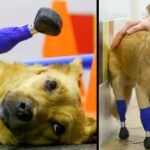 Prosthetic paws save the life of an amputee rescue dog who was to be euthanized