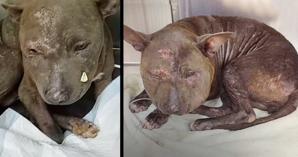 Pup Was So Abused, She Didn’t Even Look Like A Dog And She Doesn’t Know Why No One Wants Her