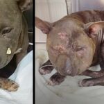 Pup Was So Abused, She Didn’t Even Look Like A Dog And She Doesn’t Know Why No One Wants Her