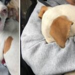 Puppy So Relieved To Be Rescued He Buries His Face in Rescuer’s Arms