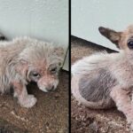 Puppies And Mother Dog Wandering On The Street With Severe Skins Disease, Shaking In Frozen And Scared