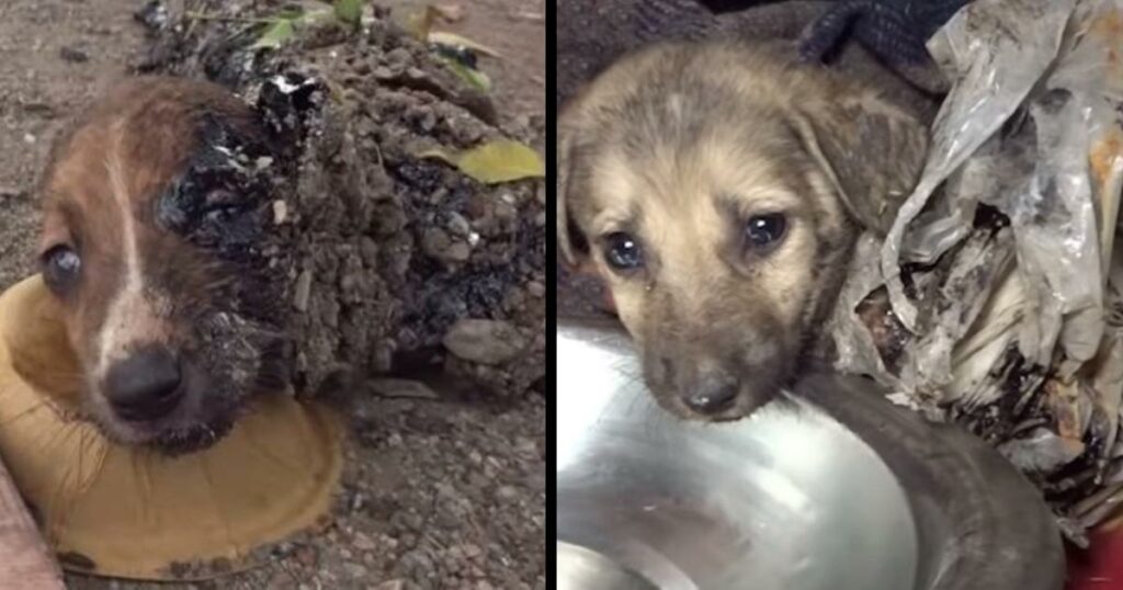 Puppies who are paralyzed can only move their eyes seeking assistance