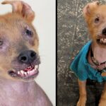 Puppy Born With Permanent Smile Stole Rescuer’s Heart And Found Himself An Amazing Family