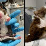 Puppy Born With Six Legs And Two Tails Was Rejected By His Own Mom But He Did not Give Up On Life