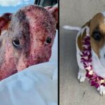 Puppy Buried Alive on a Beach is Now Thriving with Foster Fail Family