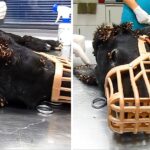 Stray Pup Covered In Thousands Of Ticks And Wire Embedded In Her Tail Shows Her True Strength