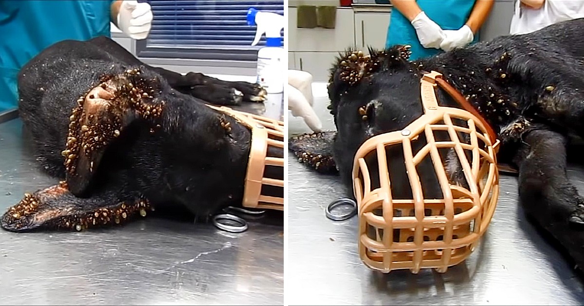 Stray Pup Covered In Thousands Of Ticks And Wire Embedded In Her Tail Shows Her True Strength