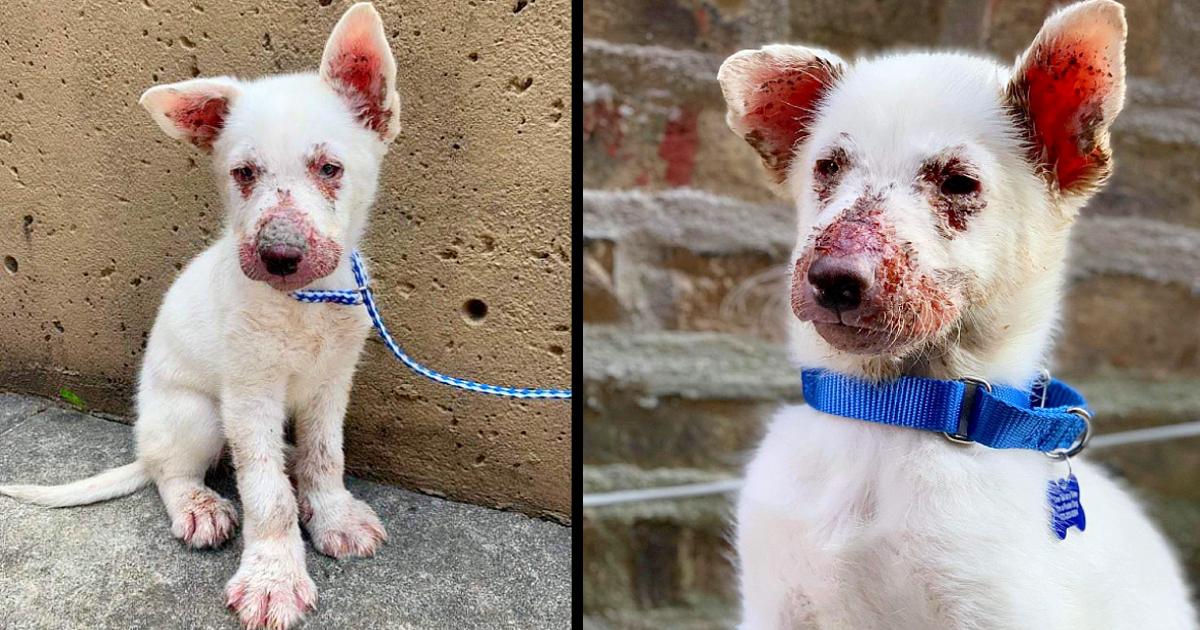 Puppy Crawled Through Construction Site Waiting For Someone To Help Him