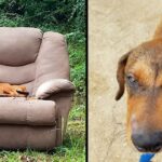 Puppy Dumped With Chair And TV Thought His Owner Would Come Back For Him and won’t leave chair