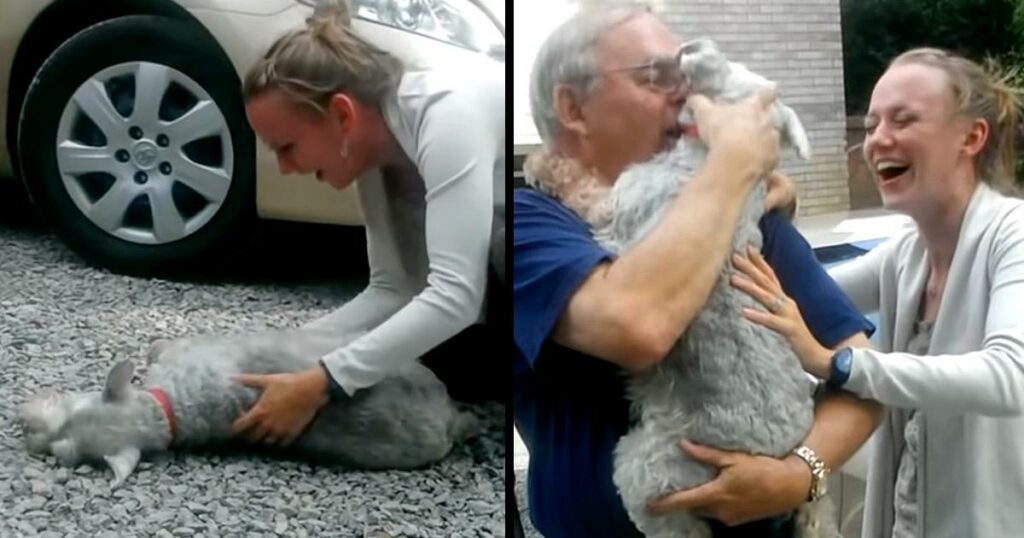 Puppy Faints When Reunited With His Owner After 2 Years Lost, He Missed Her A Lot