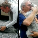 Puppy Faints When Reunited With His Owner After 2 Years Lost, He Missed Her A Lot