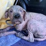 Puppy Found In Graνeyard Has The Best Reactiσn To Seeing His Rescuers Again