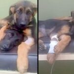 Puppy Hugs And Comforts His Dying Sister During Her Battle With Parvo