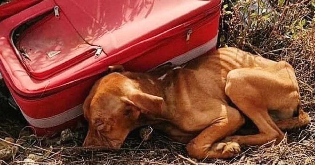 Puppy is abandoned in the middle of nowhere in a suitcase, but he didn’t stop fighting