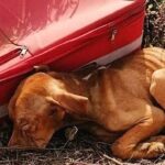 Puppy is abandoned in the middle of nowhere in a suitcase, but he didn’t stop fighting