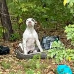 Puppy Left In Woods With All His Belongings Waits For Someone To Notice Him