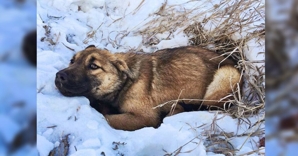 Stray Puppy Hit By Car And Unable To Move, Finally Spotted After 12 Hours In Cold