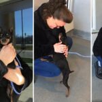 7 Years Later, Missing Dog Reunited With Owner At Virginia Animal Shelter.