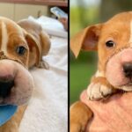 Puppy Recovers From Cuts To The Bone After Someone Hair-Tied Her Muzzle Shut