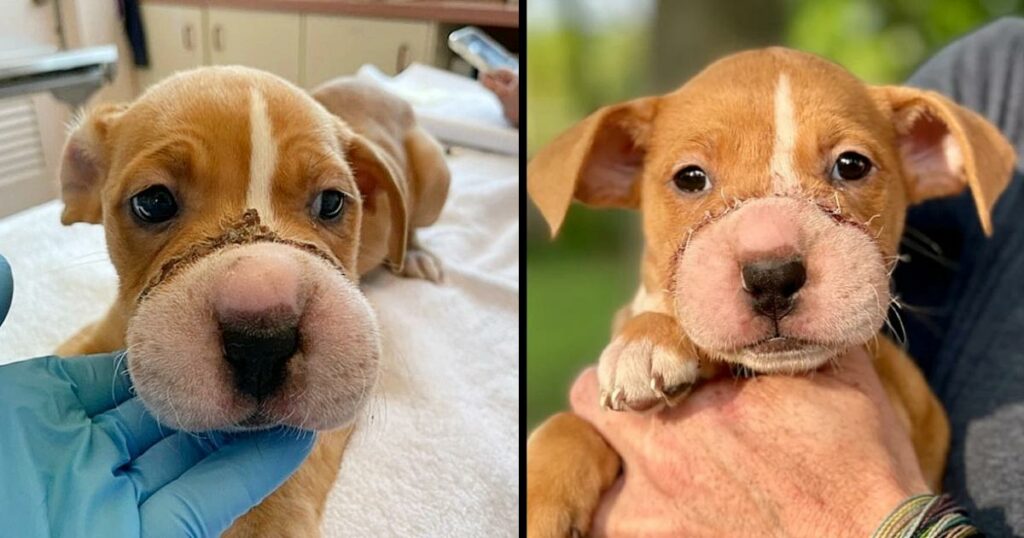 The poor puppy makes a full recovery from severe cuts to the bone after someone cruelly tied her muzzle shut with a hair tie