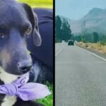 Puppy running after people who abandoned him was adopted by his rescuer. he fell in love with her