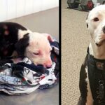 Puppy Saved From Fire Becomes A Firefighter