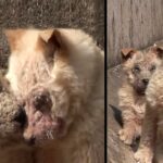 Puppy Seeking Help For His Sick Sister, Begs Rescuer To Follow And Rests His Paw On Her