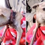 Poor Stray Dog found With A Huge Head, When They Took A Closer Look At Her Neck