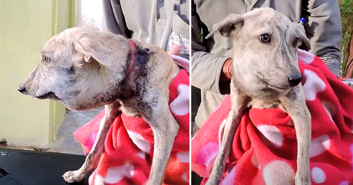 Poor Stray Dog found With A Huge Head, When They Took A Closer Look At Her Neck