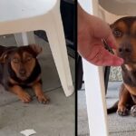 Puppy waited for 3 weeks outside a store for someone to notice him: “It broke my heart”