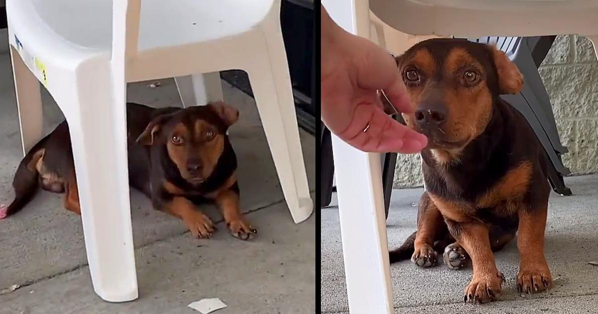 Puppy waited for 3 weeks outside a store for someone to notice him: “It broke my heart”