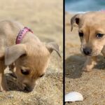 Puppy was dumped in the Streets and Left to End, Because Born with Flipper Feet so Couldn’t Be Sold