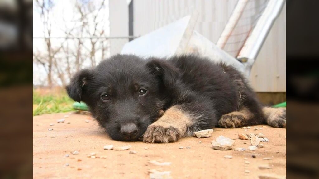 Weak Kennel Puppy Crawls In Last Attempt To Beg For Help